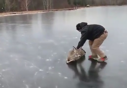 【泣いた】凍った湖で困った鹿と助けるおじさん、素敵すぎる動画が話題に