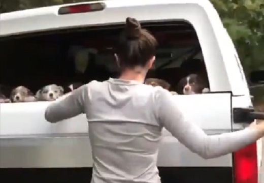 【動画】家族でお出かけ！トランクから出てくる犬集団がめちゃカワイイｗ