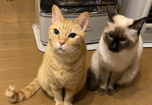 【ｗ】近づきすぎたストーブを消されてしまった猫達の表情が話題に