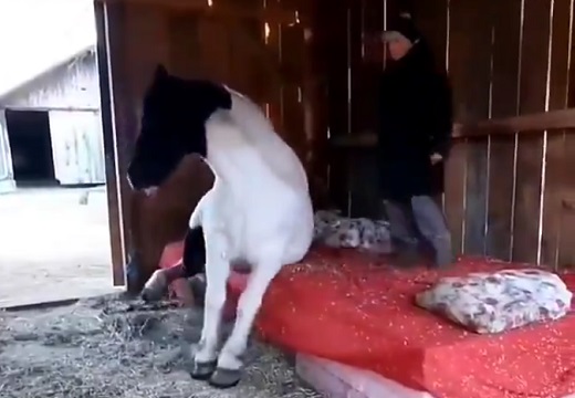【動画】馬が戸惑いながらベッドに横たわる様子がすごく可愛いｗ