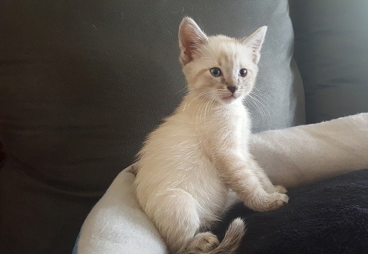 【！】まっ白なシャム猫の赤ちゃん、成長すると色が変わる理由がカワイイｗ
