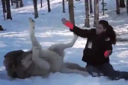 【でかっ】腹を見せて美女に甘えるオオカミが話題に「モフモフ！」「犬だｗ」