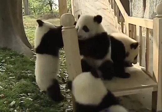 【動画】すべり台で遊ぶパンダ4頭、めちゃくちゃ可愛いｗ