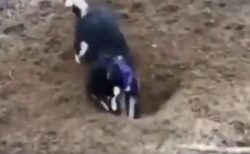 【動画】穴を掘る犬、途中から・・・「どうして？！ｗ」「最高！」