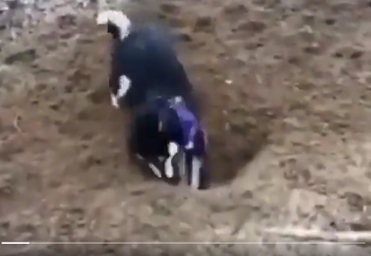 【動画】穴を掘る犬、途中から・・・「どうして？！ｗ」「最高！」