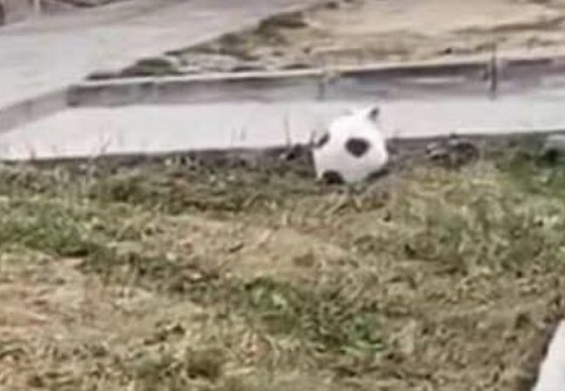 【ｗ】サッカーボールみたいな猫が話題に「怒ってるｗ」「そっくり！」