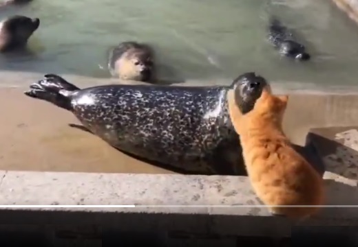 【!】右頬に猫パンチされたアザラシ、驚きの行動に!「絶妙な間が最高w」