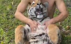 【動画】ひっくり返って甘える大きなトラが話題に「表情ｗ」