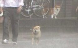 【ｗ】豪雨のなか散歩する柴犬と、後ろから見つめるコーギーが話題に