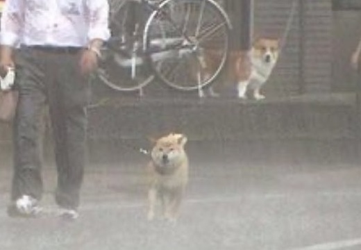 【ｗ】豪雨のなか散歩する柴犬と、後ろから見つめるコーギーが話題に