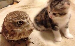【ひゃー】友達になった子猫とフクロウが素敵すぎるｗ