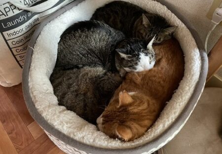 【ぎゅっ】ひとつのベッドでみっちり眠る4匹の猫が話題にｗ