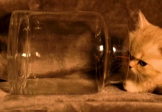 【動画】小さな瓶にすっぽり入ってしまう子猫が可愛いすぎるw