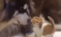 【ぱくっ】大型犬と子猫、愛あふれる動画が話題に「犬やさしい・・」