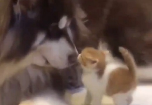 【ぱくっ】大型犬と子猫、愛あふれる動画が話題に「犬やさしい・・」