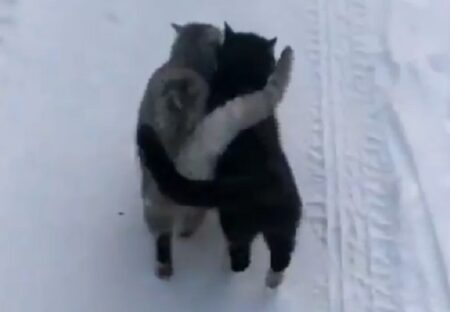 【寒くて‥】ぴったり寄り添って雪道を歩く猫達が話題に「シッポが最高ｗ」