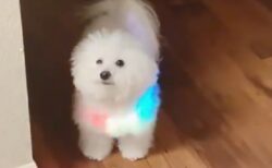 【未来感】ピカピカ光る首輪をした白いふわふわ犬が想像以上に可愛いｗ