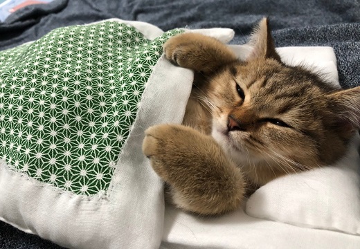 【ｗ】寒すぎて‥布団から出たくない猫が話題に「たまらん」「添い寝したいｗ」