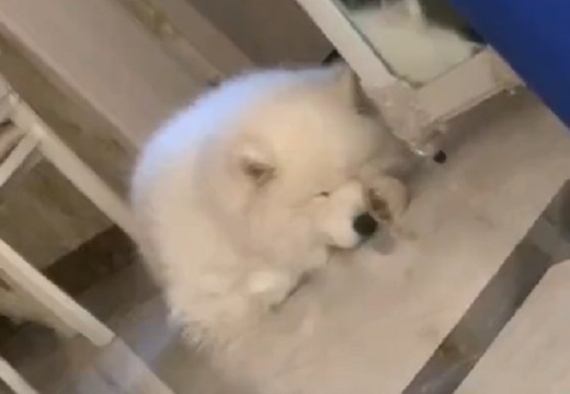 【動画】自分で顔を撫でながら眠る大きな犬が話題にｗ