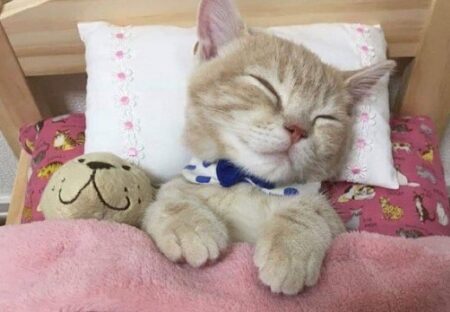 【こねこ】ベッドでぬいぐるみと眠る子猫が話題に「寝姿かわいい！」「手がｗ」