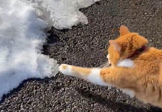 【動画】「そーっ」雪にびびりまくる猫が話題にｗ