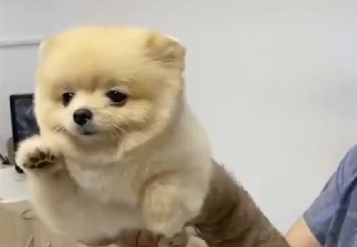 【動画】得意げにエアー犬かきするわんこ、空を飛んでるみたいで話題にw