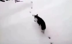 【天才！】雪に残った足跡の上を華麗に歩いて行く猫が話題に(･∀･)
