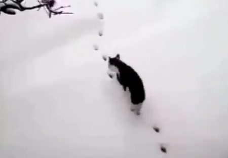 【天才！】雪に残った足跡の上を華麗に歩いて行く猫が話題に(･∀･)