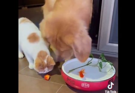 【やさしい】水から出ちゃった金魚にオロオロする猫と救助する犬が話題に
