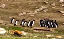【ｗ】「2つのペンギンの群れがすれ違う時・・」の動画が話題に「人間みたい！」