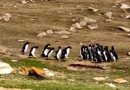 【ｗ】「2つのペンギンの群れがすれ違う時・・」の動画が話題に「人間みたい！」