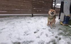 【動画】初めての雪に大喜びする柴犬くんがめちゃくちゃ可愛いｗ