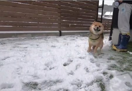 【動画】初めての雪に大喜びする柴犬くんがめちゃくちゃ可愛いｗ