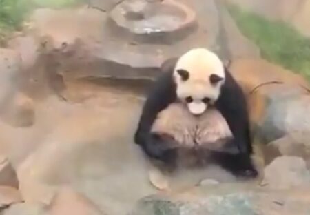 【足ｗ】物思いにふける様子で温泉につかるパンダが話題に「人間みたいｗ」
