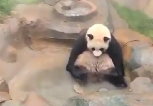 【ご機嫌】温泉で足パタパタするパンダが話題に「人間みたいｗ」