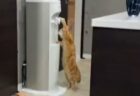 【動画】スノボーを巧みに乗りこなす猫が話題に「すっごい」「天才猫！」