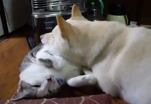 【動画】猫まくらと犬、めちゃくちゃ可愛いｗ