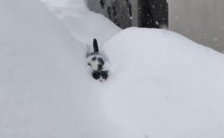 【動画】埋もれながら向かってくる可愛い猫が話題に「冷たくないの！？」