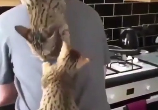 【動画】背中でくつろぐ2匹の猫が可愛いｗ