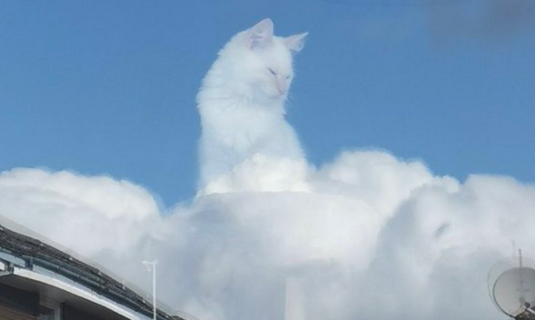 ｗ 雲の上から見下ろす猫 カリン様だ 神々しい 猫神様だあ Break Time