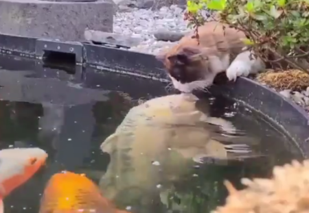 【動画】「ちゅっ」鯉とキスをする猫、可愛すぎて海外勢もほんわかしてしまう