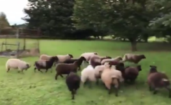 【ｗ】牧羊犬見習いのわんこ、羊の大群に追い掛け回される　外国人も大爆笑