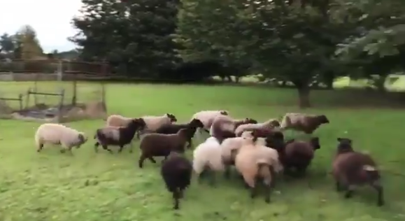 【ｗ】牧羊犬見習いのわんこ、羊の大群に追い掛け回される　外国人も大爆笑