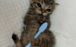 【ひゃー】歯ブラシでブラッシングされる子猫がめちゃくちゃ可愛いｗ