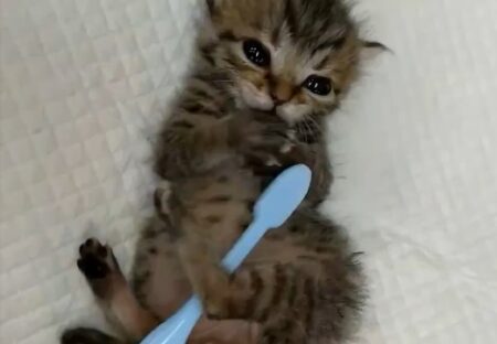 【ひゃー】歯ブラシでブラッシングされる子猫がめちゃくちゃ可愛いｗ