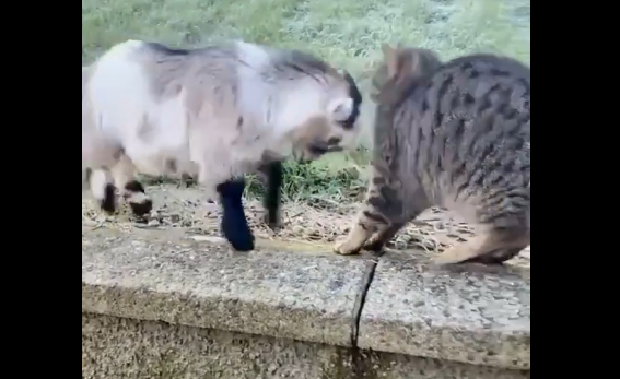 【動画】小ヤギの勢いに、さすがの猫もビビる
