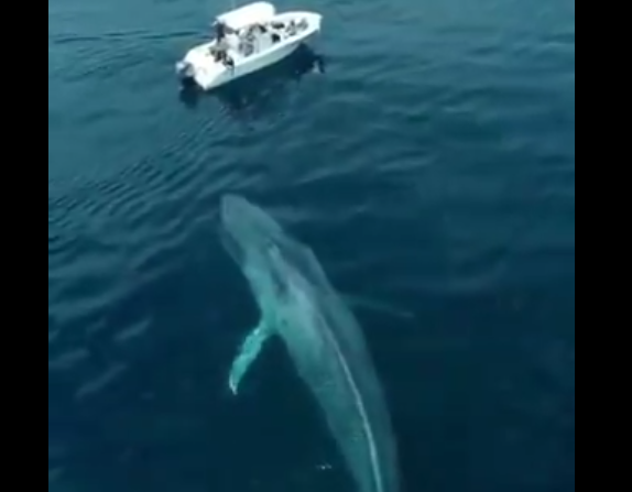 【壮大】シロナガスクジラが潮を吹く瞬間をとらえた映像に外国人も満足のいくご様子