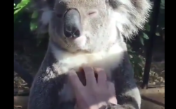 【動画】マッサージを受けるコアラの表情、気持ち良さそう
