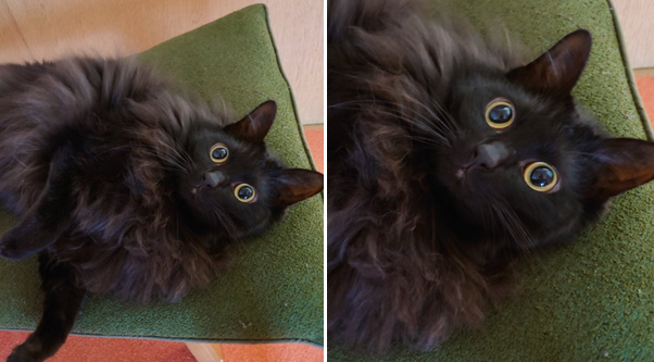 この美しいモッフモフの黒猫ちゃんの表情、可愛すぎた