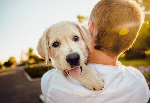 ｗ ドジな犬の動画集 愛しすぎる犬達が話題に だからイヌが好き Break Time